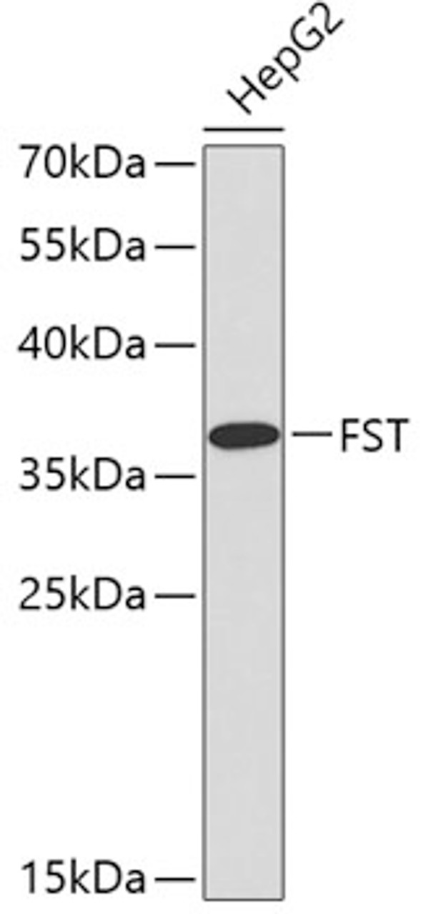 Western blot analysis of extracts of HepG2 cells, using FST antibody (18-875) .<br/>Secondary antibody: HRP Goat Anti-Rabbit IgG (H+L) at 1:10000 dilution.<br/>Lysates/proteins: 25ug per lane.<br/>Blocking buffer: 3% nonfat dry milk in TBST.