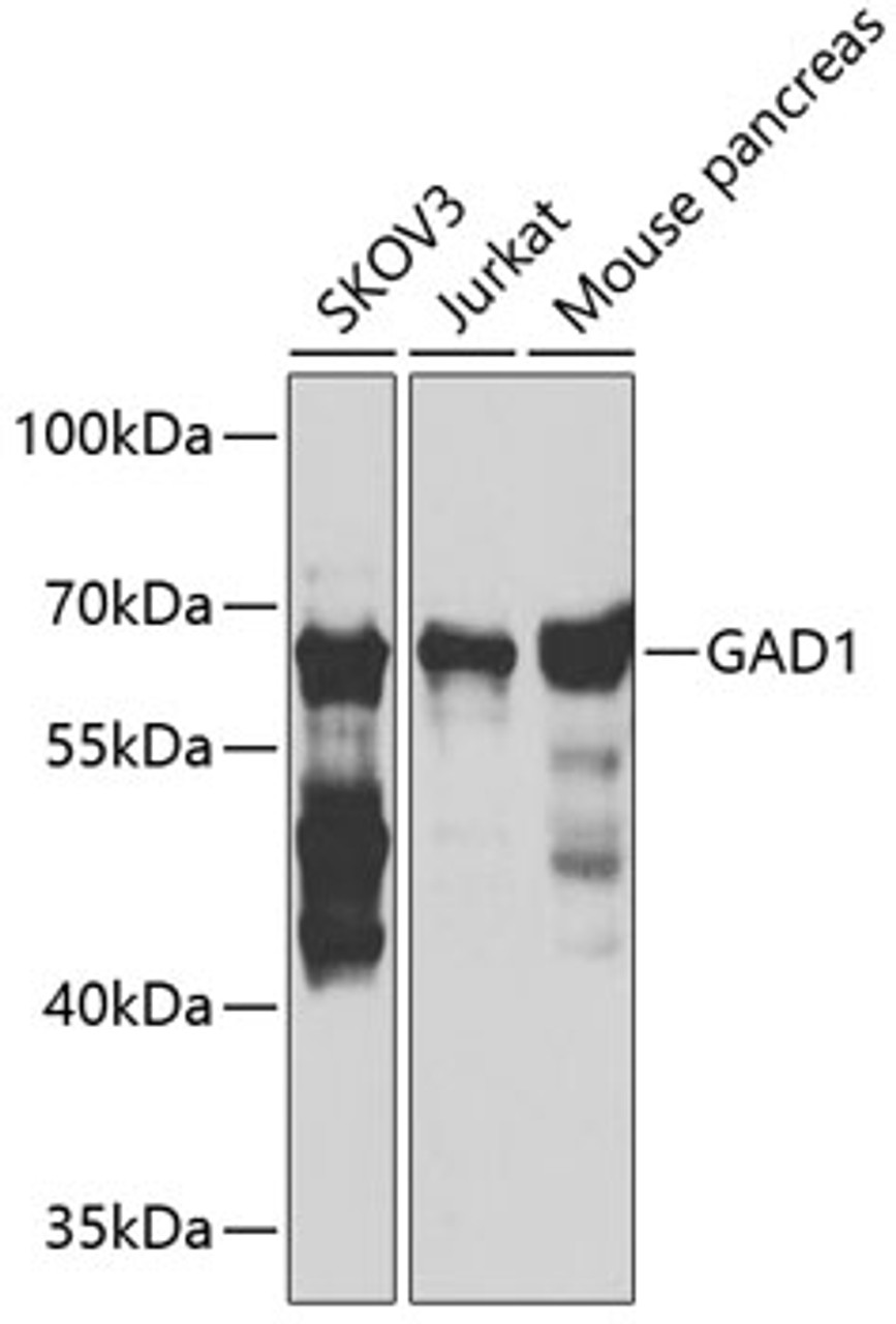 Western blot analysis of extracts of various cell lines, using GAD1 antibody (18-876) at 1:1000 dilution.<br/>Secondary antibody: HRP Goat Anti-Rabbit IgG (H+L) at 1:10000 dilution.<br/>Lysates/proteins: 25ug per lane.<br/>Blocking buffer: 3% nonfat dry milk in TBST.<br/>Detection: ECL Basic Kit.<br/>Exposure time: 60s.