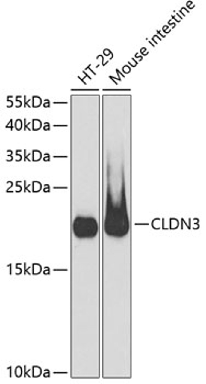 Western blot analysis of extracts of various cell lines, using CLDN3 antibody (18-879) at 1:400 dilution.<br/>Secondary antibody: HRP Goat Anti-Rabbit IgG (H+L) at 1:10000 dilution.<br/>Lysates/proteins: 25ug per lane.<br/>Blocking buffer: 3% nonfat dry milk in TBST.<br/>Detection: ECL Basic Kit.<br/>Exposure time: 30s.