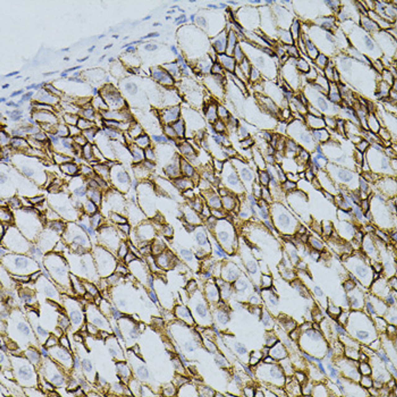 Immunohistochemistry of paraffin-embedded mouse stomach using CLDN3 antibody (18-879) (40x lens) .