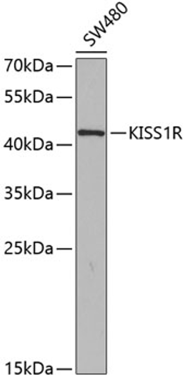 Western blot analysis of extracts of SW480 cells, using KISS1R antibody (18-887) at 1:350 dilution.<br/>Secondary antibody: HRP Goat Anti-Rabbit IgG (H+L) at 1:10000 dilution.<br/>Lysates/proteins: 25ug per lane.<br/>Blocking buffer: 3% nonfat dry milk in TBST.<br/>Detection: ECL Basic Kit.<br/>Exposure time: 90s.