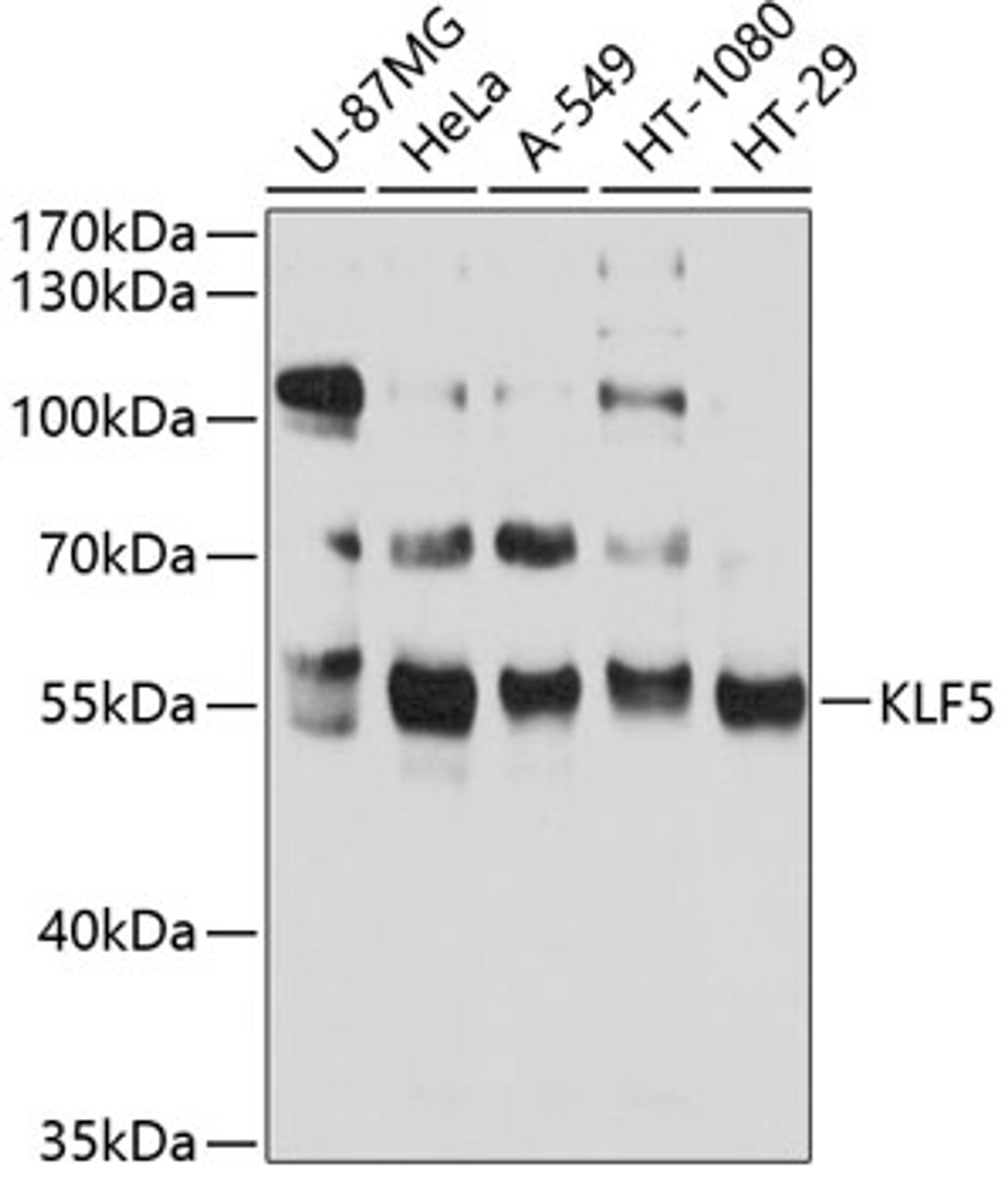 Western blot analysis of extracts of various cell lines, using KLF5 antibody (18-896) at 1:1000 dilution.<br/>Secondary antibody: HRP Goat Anti-Rabbit IgG (H+L) at 1:10000 dilution.<br/>Lysates/proteins: 25ug per lane.<br/>Blocking buffer: 3% nonfat dry milk in TBST.<br/>Detection: ECL Basic Kit.<br/>Exposure time: 15s.