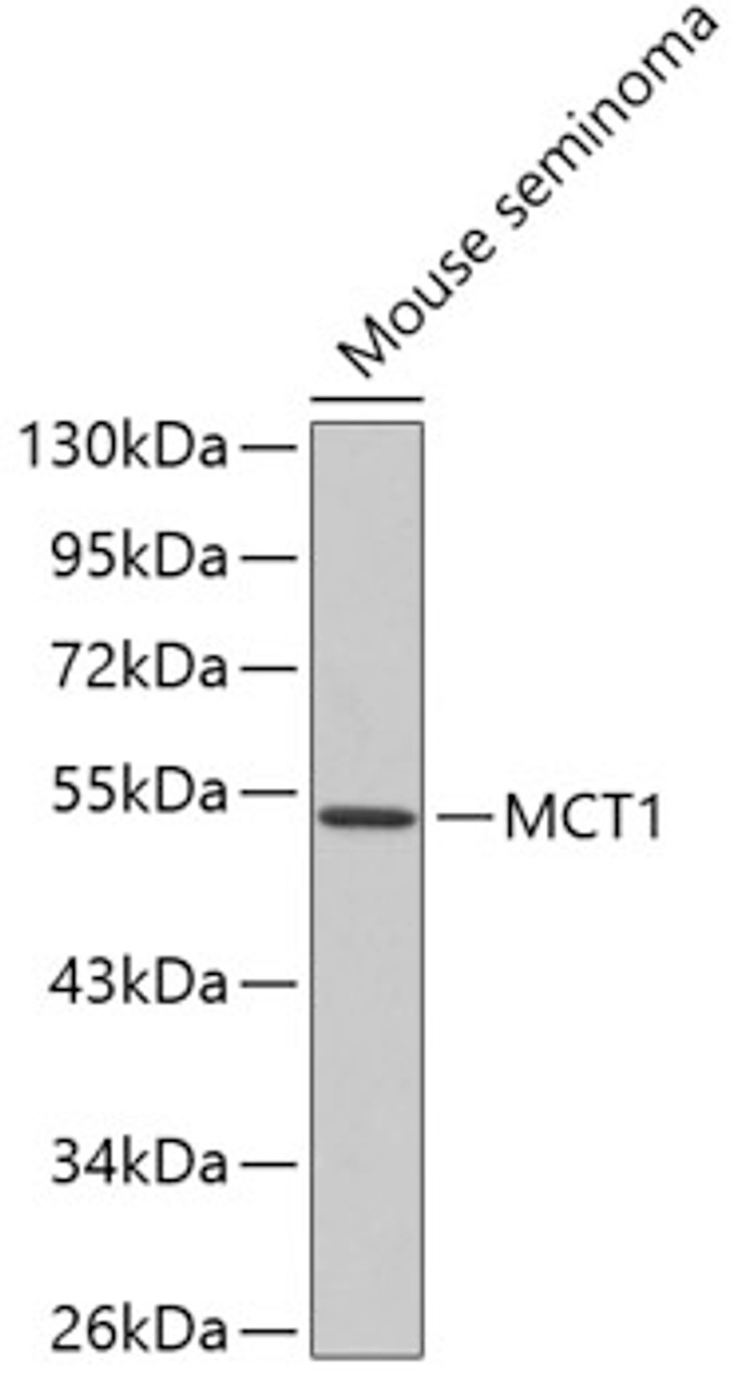 Western blot analysis of extracts of mouse seminoma, using MCT1 antibody (18-906) .<br/>Secondary antibody: HRP Goat Anti-Rabbit IgG (H+L) at 1:10000 dilution.<br/>Lysates/proteins: 25ug per lane.<br/>Blocking buffer: 3% nonfat dry milk in TBST.