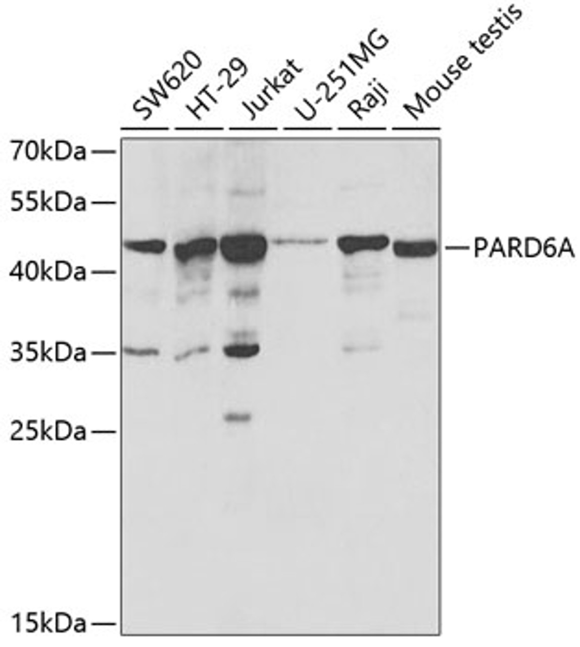 Western blot analysis of extracts of various cell lines, using PARD6A antibody (18-926) at 1:200 dilution.<br/>Secondary antibody: HRP Goat Anti-Rabbit IgG (H+L) at 1:10000 dilution.<br/>Lysates/proteins: 25ug per lane.<br/>Blocking buffer: 3% nonfat dry milk in TBST.<br/>Detection: ECL Basic Kit.<br/>Exposure time: 90s.
