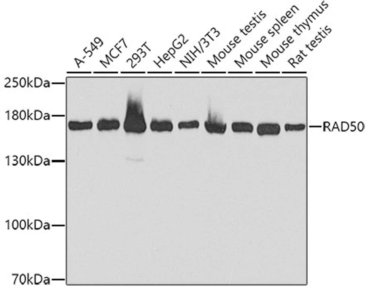 Western blot analysis of extracts of various cell lines, using RAD50 antibody (18-931) at 1:1000 dilution.<br/>Secondary antibody: HRP Goat Anti-Rabbit IgG (H+L) at 1:10000 dilution.<br/>Lysates/proteins: 25ug per lane.<br/>Blocking buffer: 3% nonfat dry milk in TBST.<br/>Detection: ECL Basic Kit.<br/>Exposure time: 30s.