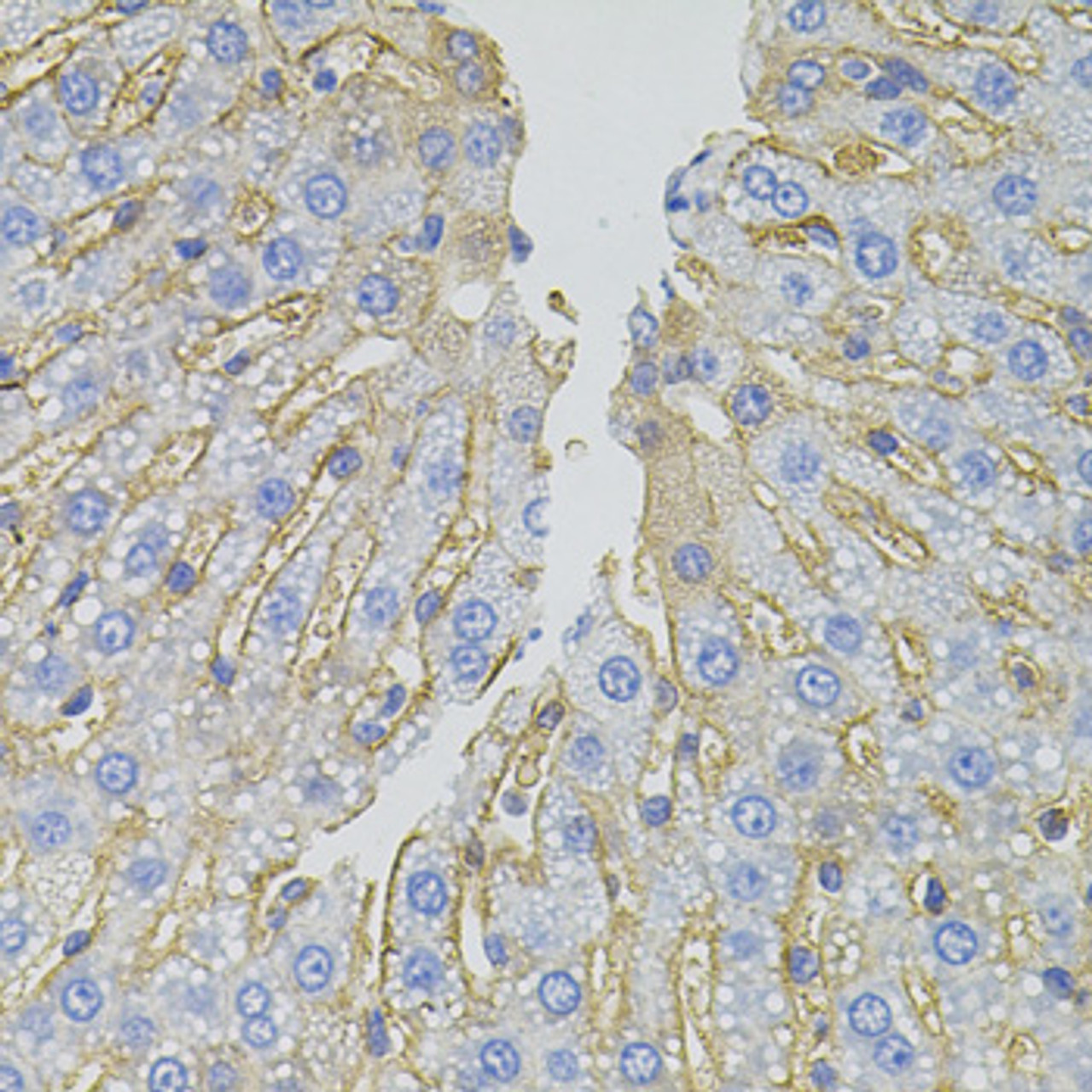 Immunohistochemistry of paraffin-embedded rat liver using SLC1A4 antibody (18-934) (40x lens) .