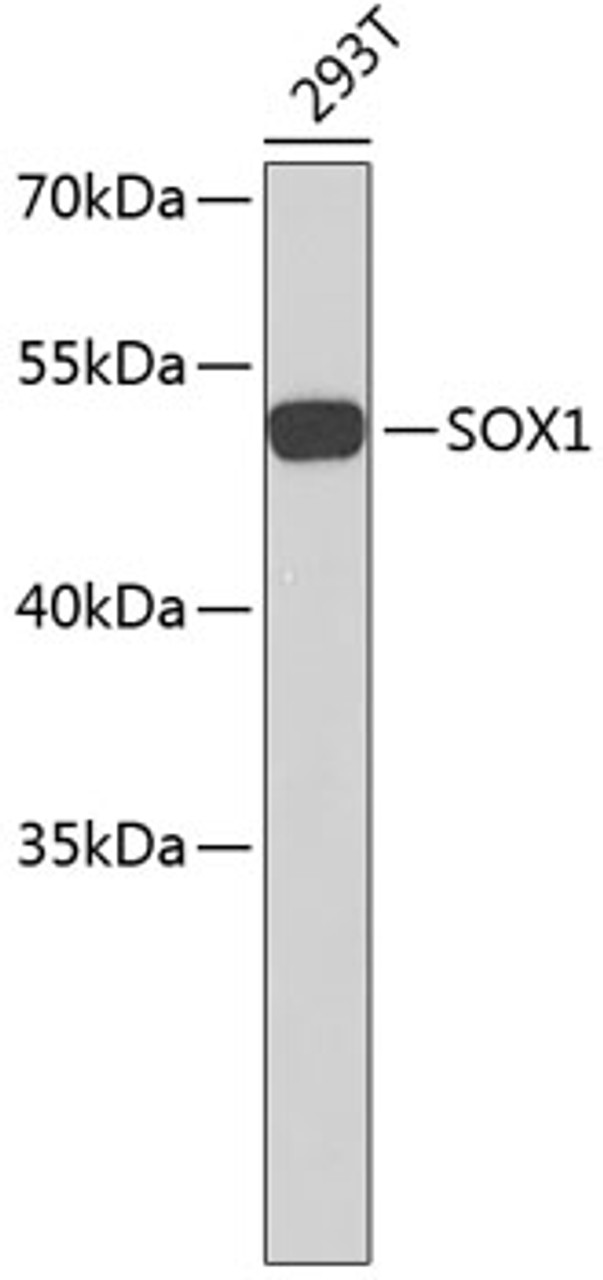 Western blot analysis of extracts of 293T cells, using SOX1 antibody (18-935) .<br/>Secondary antibody: HRP Goat Anti-Rabbit IgG (H+L) at 1:10000 dilution.<br/>Lysates/proteins: 25ug per lane.<br/>Blocking buffer: 3% nonfat dry milk in TBST.