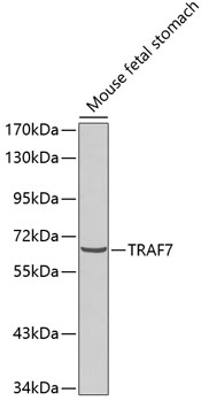 Western blot analysis of extracts of mouse fetal stomach, using TRAF7 antibody (18-939) .<br/>Secondary antibody: HRP Goat Anti-Rabbit IgG (H+L) at 1:10000 dilution.<br/>Lysates/proteins: 25ug per lane.<br/>Blocking buffer: 3% nonfat dry milk in TBST.