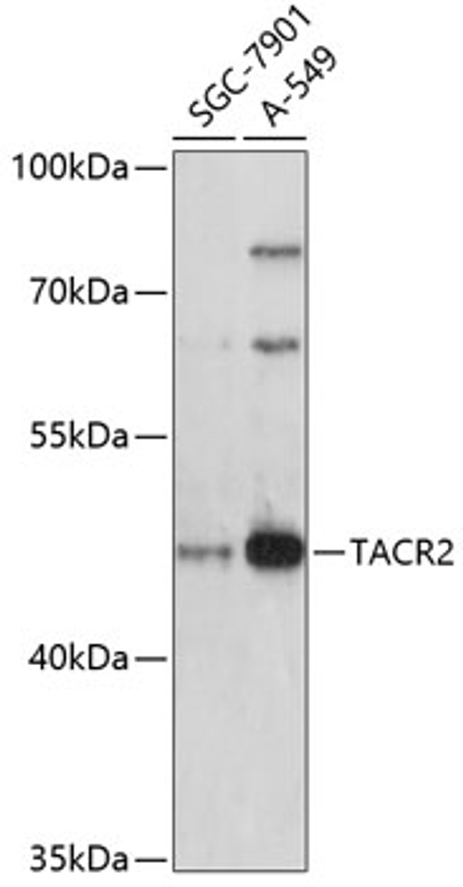 Western blot analysis of extracts of various cell lines, using TACR2 antibody (18-947) at 1:3000 dilution.<br/>Secondary antibody: HRP Goat Anti-Rabbit IgG (H+L) at 1:10000 dilution.<br/>Lysates/proteins: 25ug per lane.<br/>Blocking buffer: 3% nonfat dry milk in TBST.<br/>Detection: ECL Enhanced Kit.<br/>Exposure time: 90s.