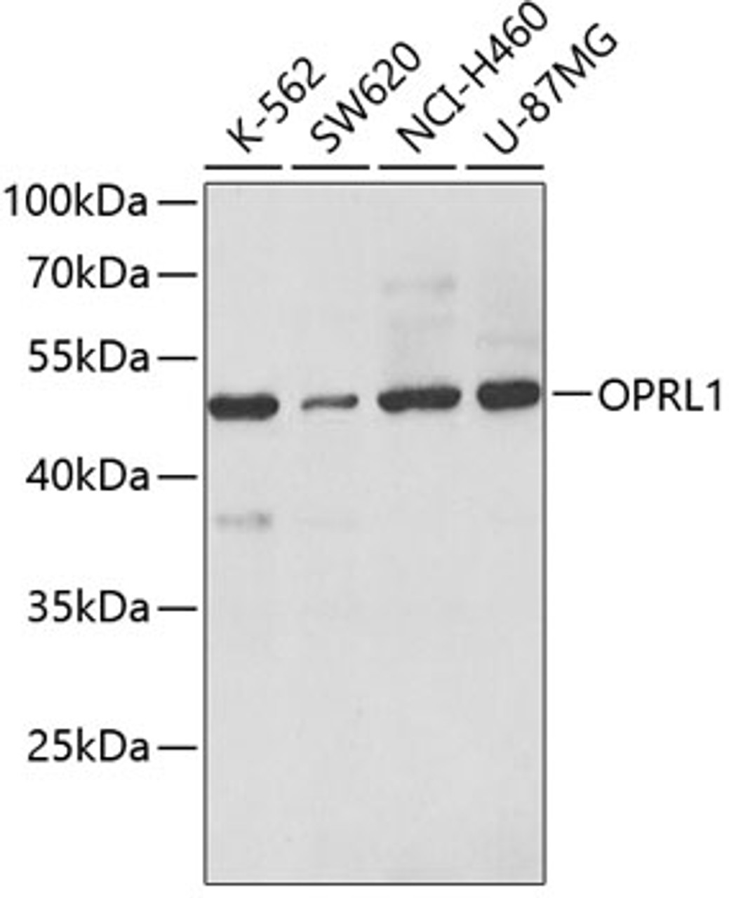 Western blot analysis of extracts of various cell lines, using OPRL1 antibody (18-948) at 1:500 dilution.<br/>Secondary antibody: HRP Goat Anti-Rabbit IgG (H+L) at 1:10000 dilution.<br/>Lysates/proteins: 25ug per lane.<br/>Blocking buffer: 3% nonfat dry milk in TBST.<br/>Detection: ECL Enhanced Kit.