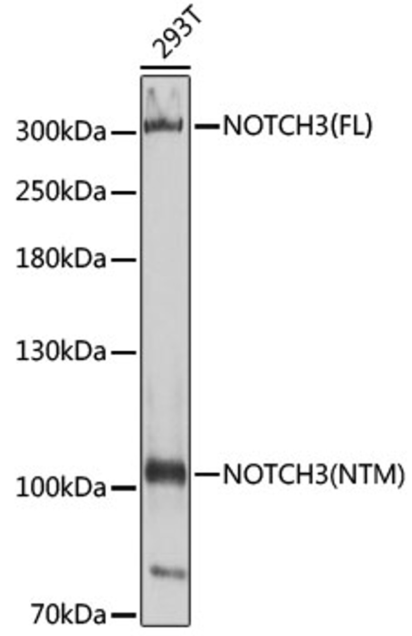 Western blot analysis of extracts of 293T cells, using NOTCH3 antibody (18-949) at 1:400 dilution.<br/>Secondary antibody: HRP Goat Anti-Rabbit IgG (H+L) at 1:10000 dilution.<br/>Lysates/proteins: 25ug per lane.<br/>Blocking buffer: 3% nonfat dry milk in TBST.<br/>Detection: ECL Enhanced Kit.<br/>Exposure time: 90s.