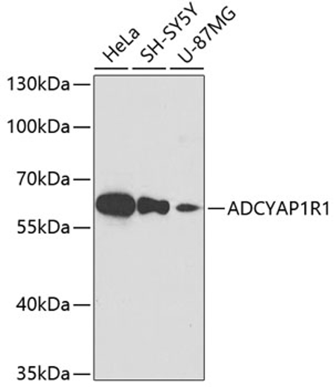 Western blot analysis of extracts of various cell lines, using ADCYAP1R1 antibody (18-951) at 1:400 dilution.<br/>Secondary antibody: HRP Goat Anti-Rabbit IgG (H+L) at 1:10000 dilution.<br/>Lysates/proteins: 25ug per lane.<br/>Blocking buffer: 3% nonfat dry milk in TBST.<br/>Detection: ECL Basic Kit.<br/>Exposure time: 90s.