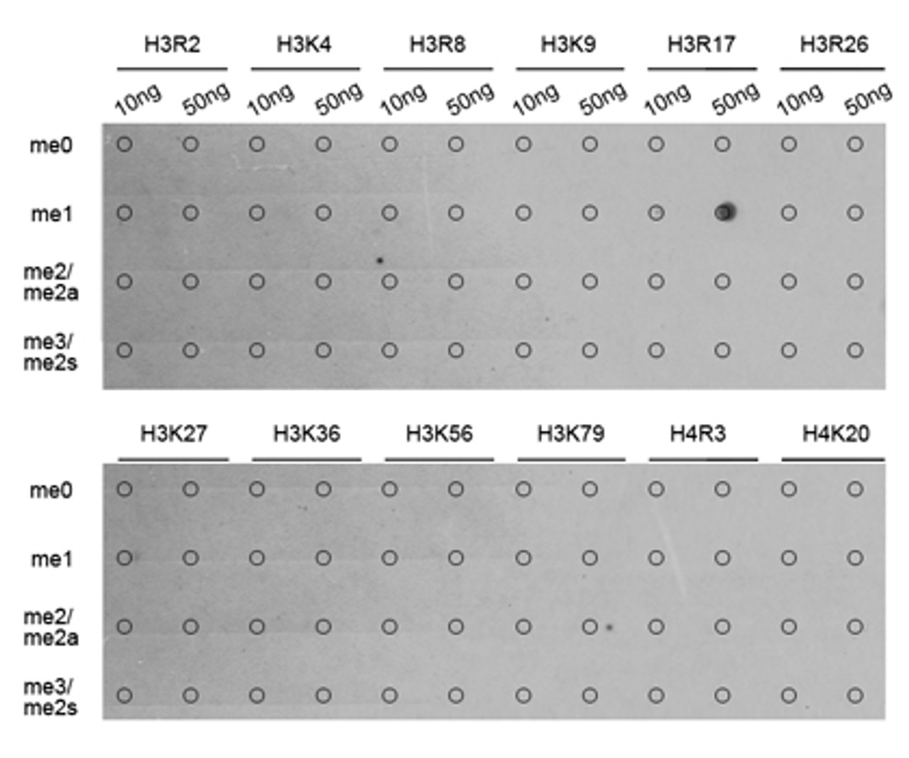 Dot-blot analysis of all sorts of methylation peptides using MonoMethyl-Histone H3-R17 antibody (18-963) .