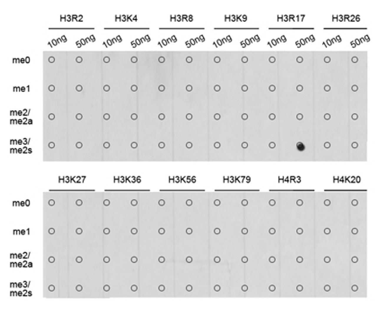 Dot-blot analysis of all sorts of methylation peptides using Symmetric DiMethyl-Histone H3-R17 antibody (18-964) .