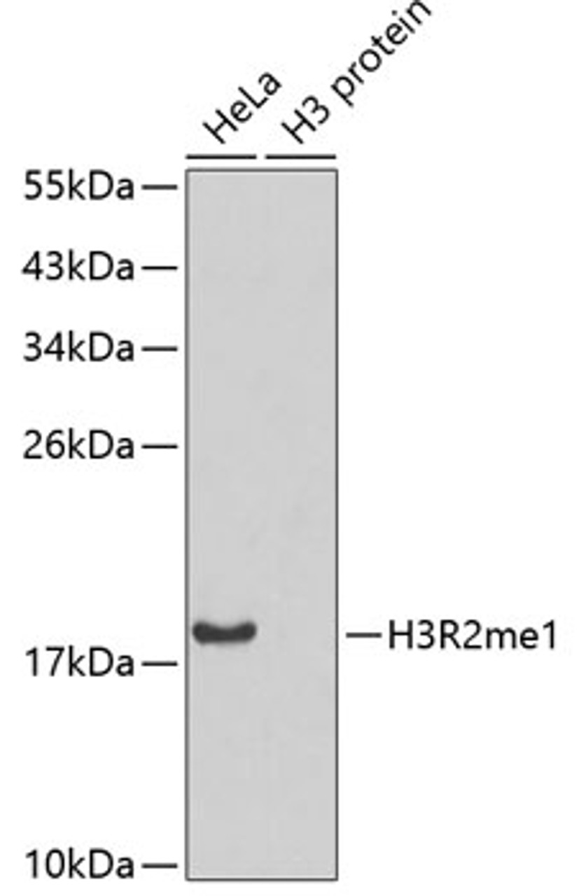 Western blot analysis of extracts of various cell lines, using H3R2me1 antibody (18-966) .<br/>Secondary antibody: HRP Goat Anti-Rabbit IgG (H+L) at 1:10000 dilution.<br/>Lysates/proteins: 25ug per lane.<br/>Blocking buffer: 3% nonfat dry milk in TBST.