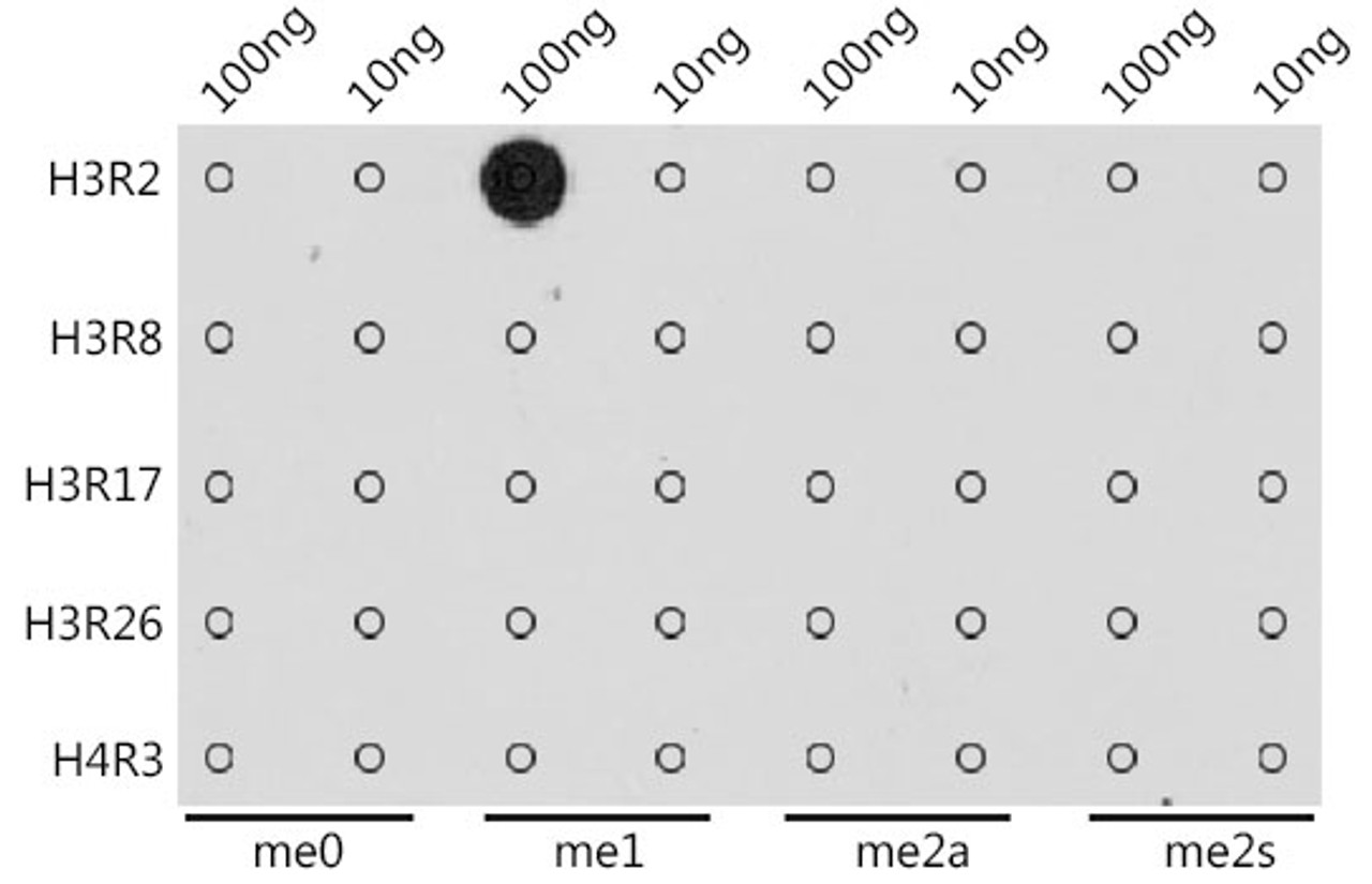 Dot-blot analysis of all sorts of methylation peptides using MonoMethyl-Histone H3-R2 antibody (18-966) at 1:1000 dilution.