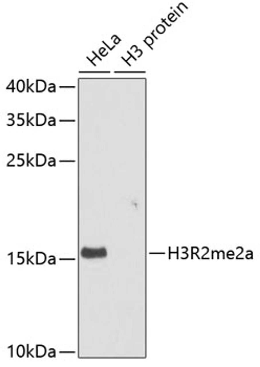 Western blot analysis of extracts of various cell lines, using Asymmetric DiMethyl-Histone H3-R2 antibody (18-967) at 1:1000 dilution.<br/>Secondary antibody: HRP Goat Anti-Rabbit IgG (H+L) at 1:10000 dilution.<br/>Lysates/proteins: 25ug per lane.<br/>Blocking buffer: 3% nonfat dry milk in TBST.<br/>Detection: ECL Basic Kit.<br/>Exposure time: 10s.