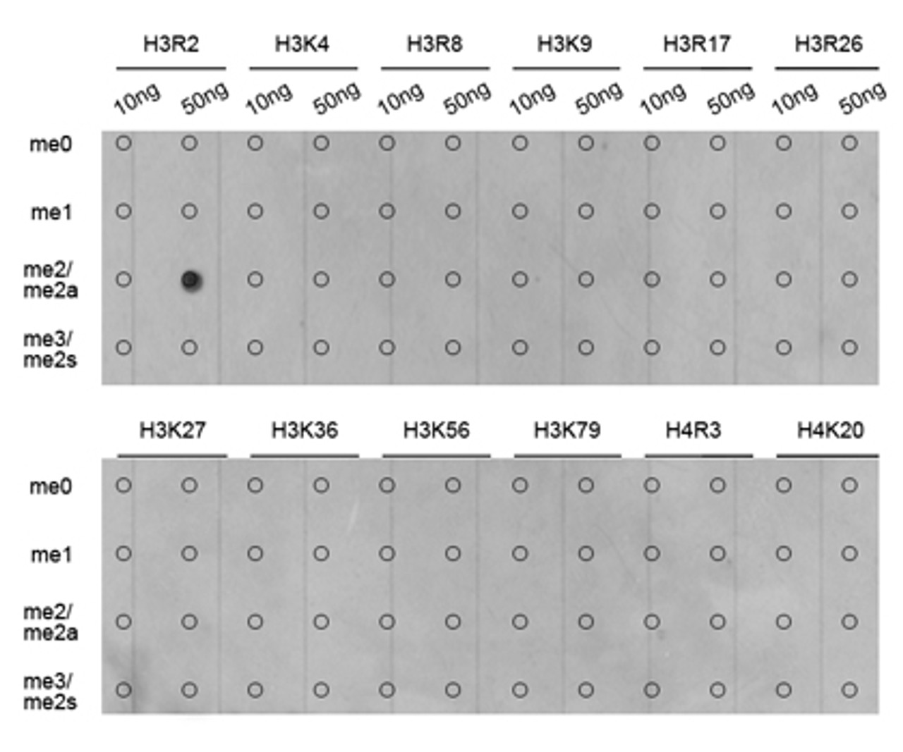 Dot-blot analysis of all sorts of methylation peptides using Asymmetric DiMethyl-Histone H3-R2 antibody (18-967) .