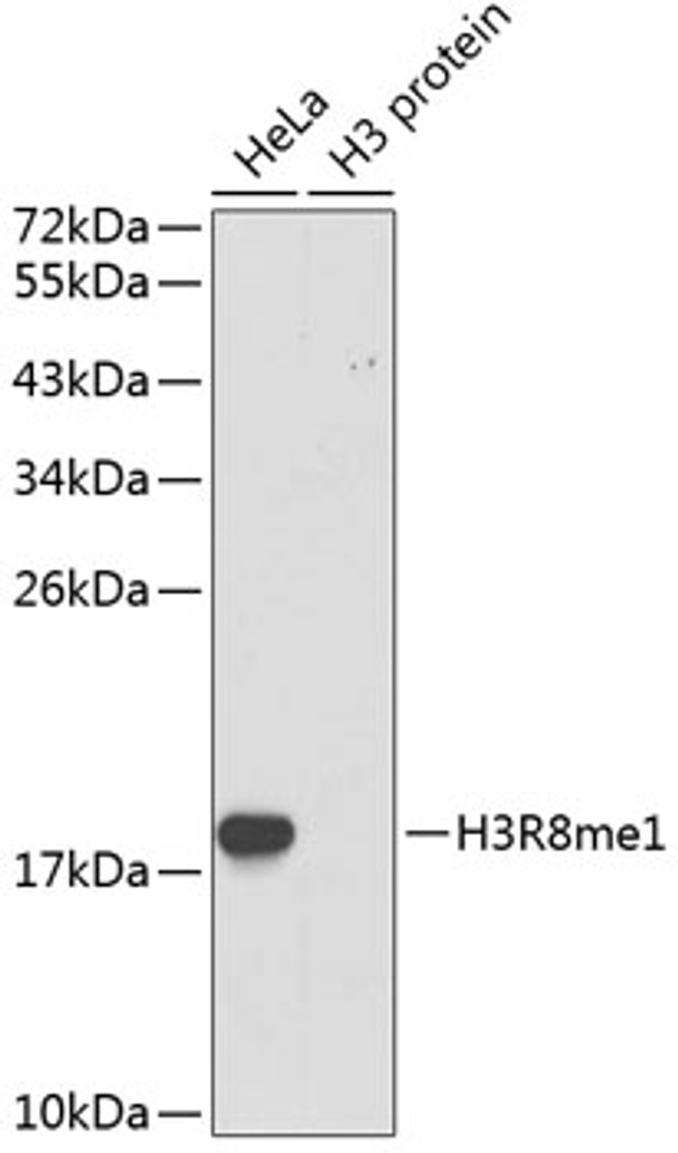 Western blot analysis of extracts of various cell lines, using MonoMethyl-Histone H3-R8 antibody (18-968) .<br/>Secondary antibody: HRP Goat Anti-Rabbit IgG (H+L) at 1:10000 dilution.<br/>Lysates/proteins: 25ug per lane.<br/>Blocking buffer: 3% nonfat dry milk in TBST.