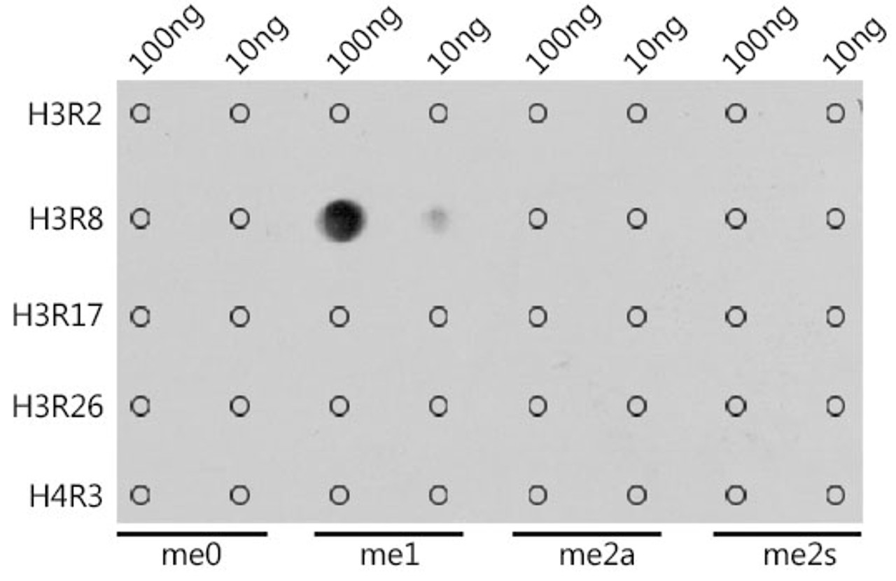 Dot-blot analysis of all sorts of methylation peptides using MonoMethyl-Histone H3-R8 antibody (18-968) at 1:1000 dilution.