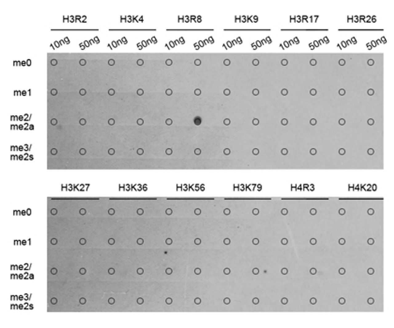 Dot-blot analysis of all sorts of methylation peptides using Asymmetric DiMethyl-Histone H3-R8 antibody (18-969) .