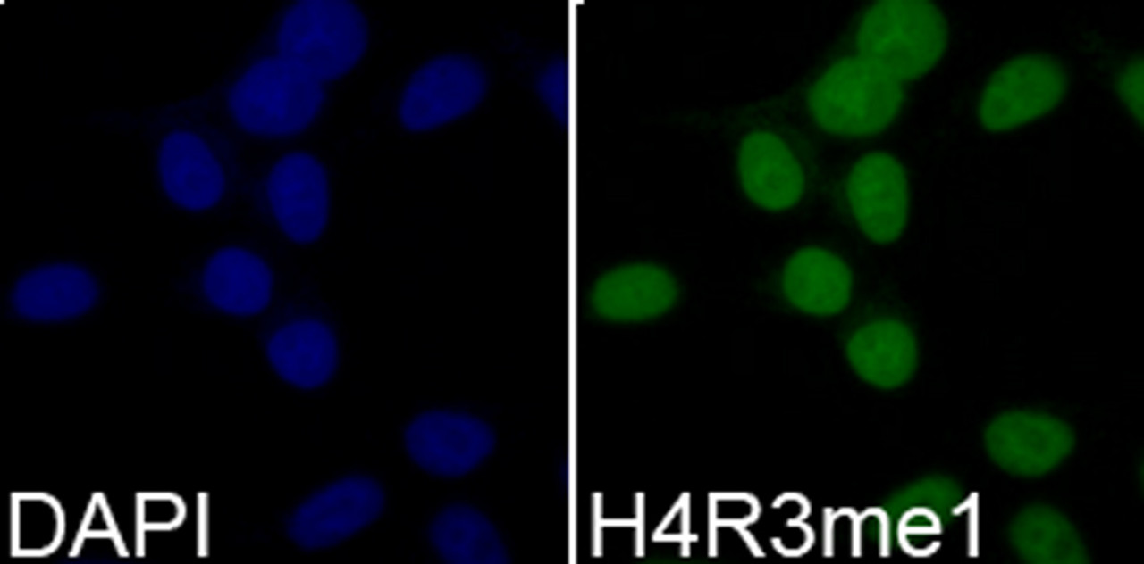 Immunofluorescence analysis of 293T cells using MonoMethyl-Histone H4-R3 antibody (18-970) . Blue: DAPI for nuclear staining.