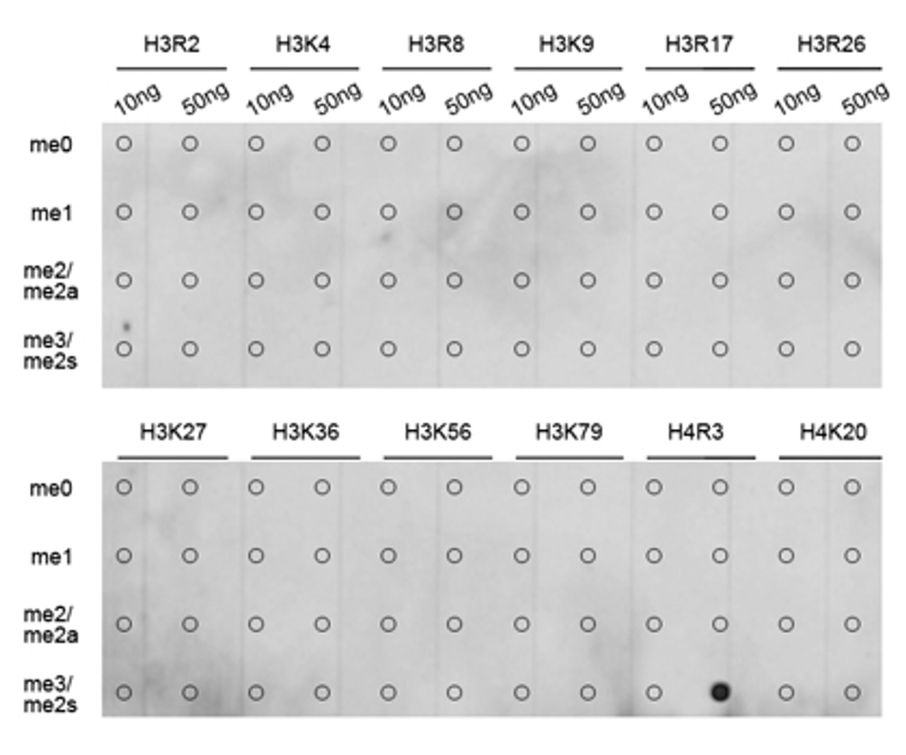 Dot-blot analysis of all sorts of methylation peptides using Symmetric DiMethyl-Histone H4-R3 antibody (18-971) .