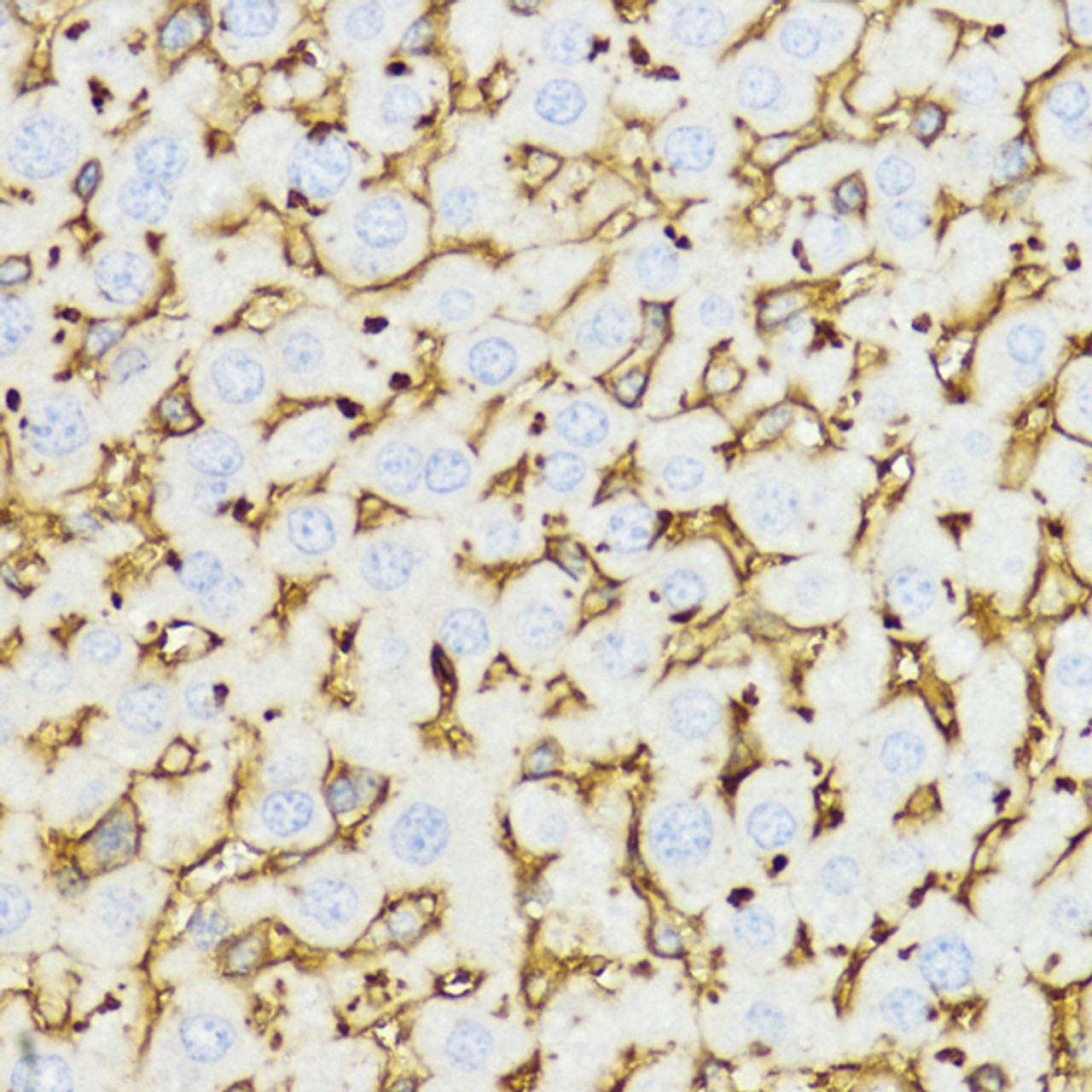 Immunohistochemistry of paraffin-embedded mouse liver using YKL-40 / CHI3L1 antibody (18-974) at dilution of 1:100 (40x lens) .