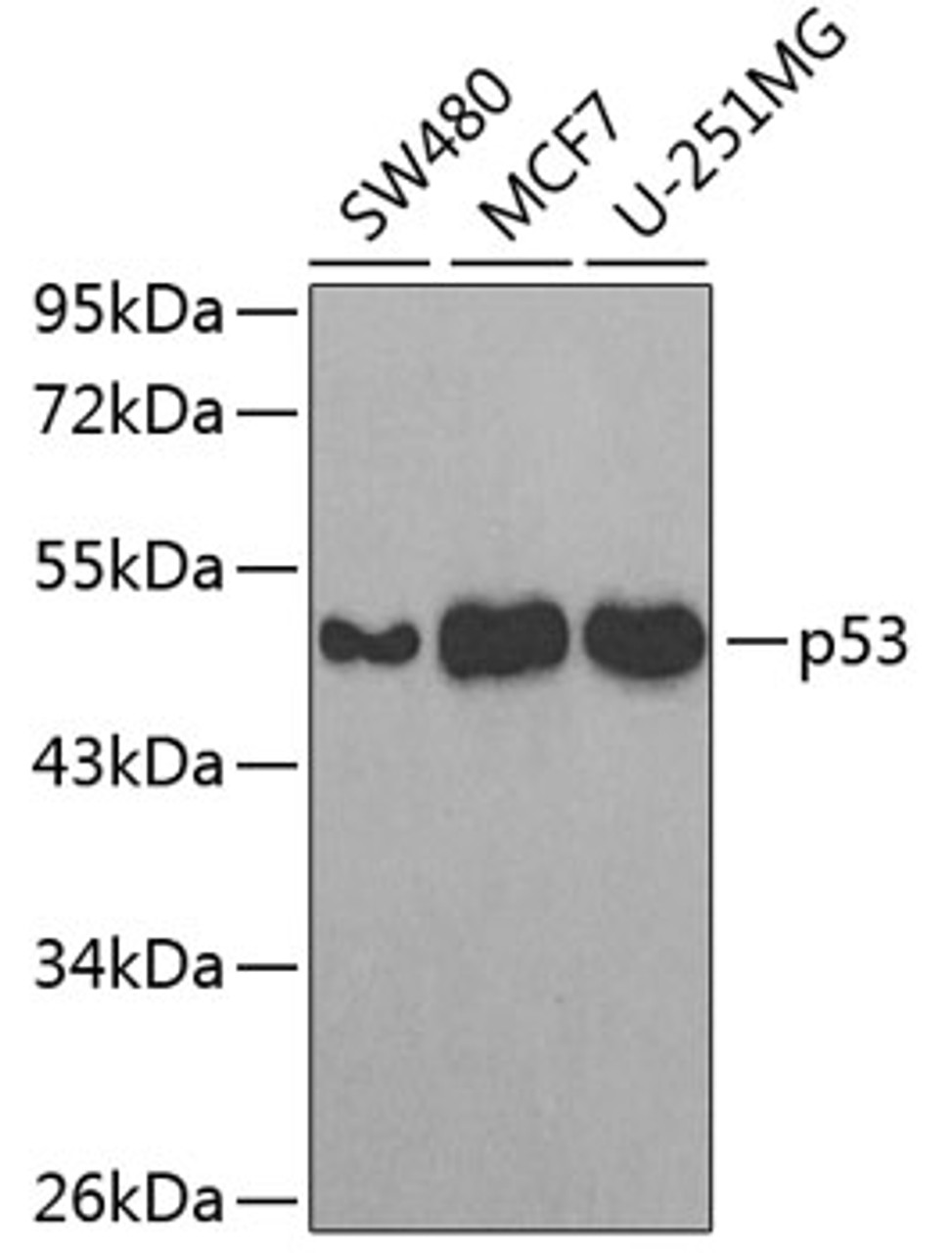 Western blot analysis of extracts of various cell lines, using p53 antibody (18-984) at 1:300 dilution.<br/>Secondary antibody: HRP Goat Anti-Rabbit IgG (H+L) at 1:10000 dilution.<br/>Lysates/proteins: 25ug per lane.<br/>Blocking buffer: 3% nonfat dry milk in TBST.