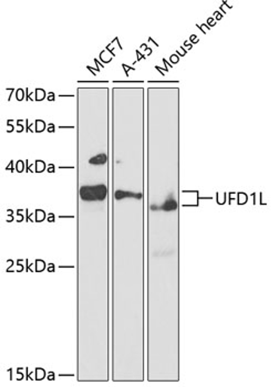 Western blot analysis of extracts of various cell lines, using UFD1L antibody (19-009) at 1:1000 dilution.<br/>Secondary antibody: HRP Goat Anti-Rabbit IgG (H+L) at 1:10000 dilution.<br/>Lysates/proteins: 25ug per lane.<br/>Blocking buffer: 3% nonfat dry milk in TBST.<br/>Detection: ECL Basic Kit.<br/>Exposure time: 90s.