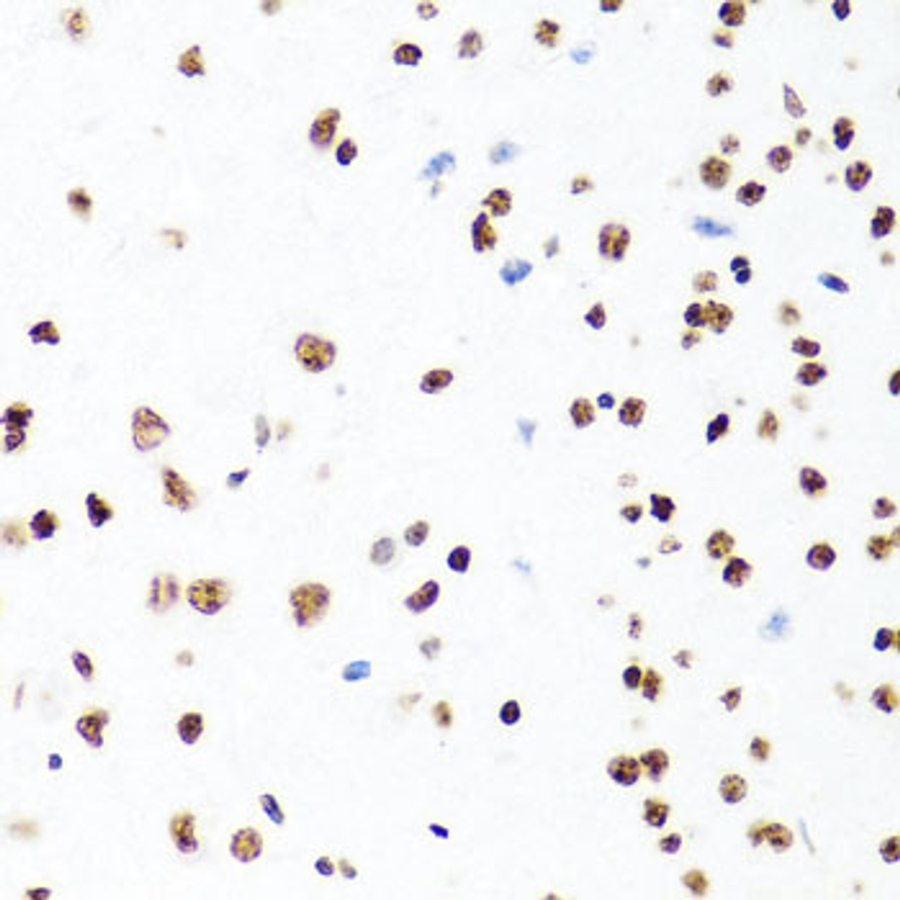 Immunohistochemistry of paraffin-embedded mouse brain using Histone H1.0 antibody (19-025) at dilution of 1:100 (40x lens) .