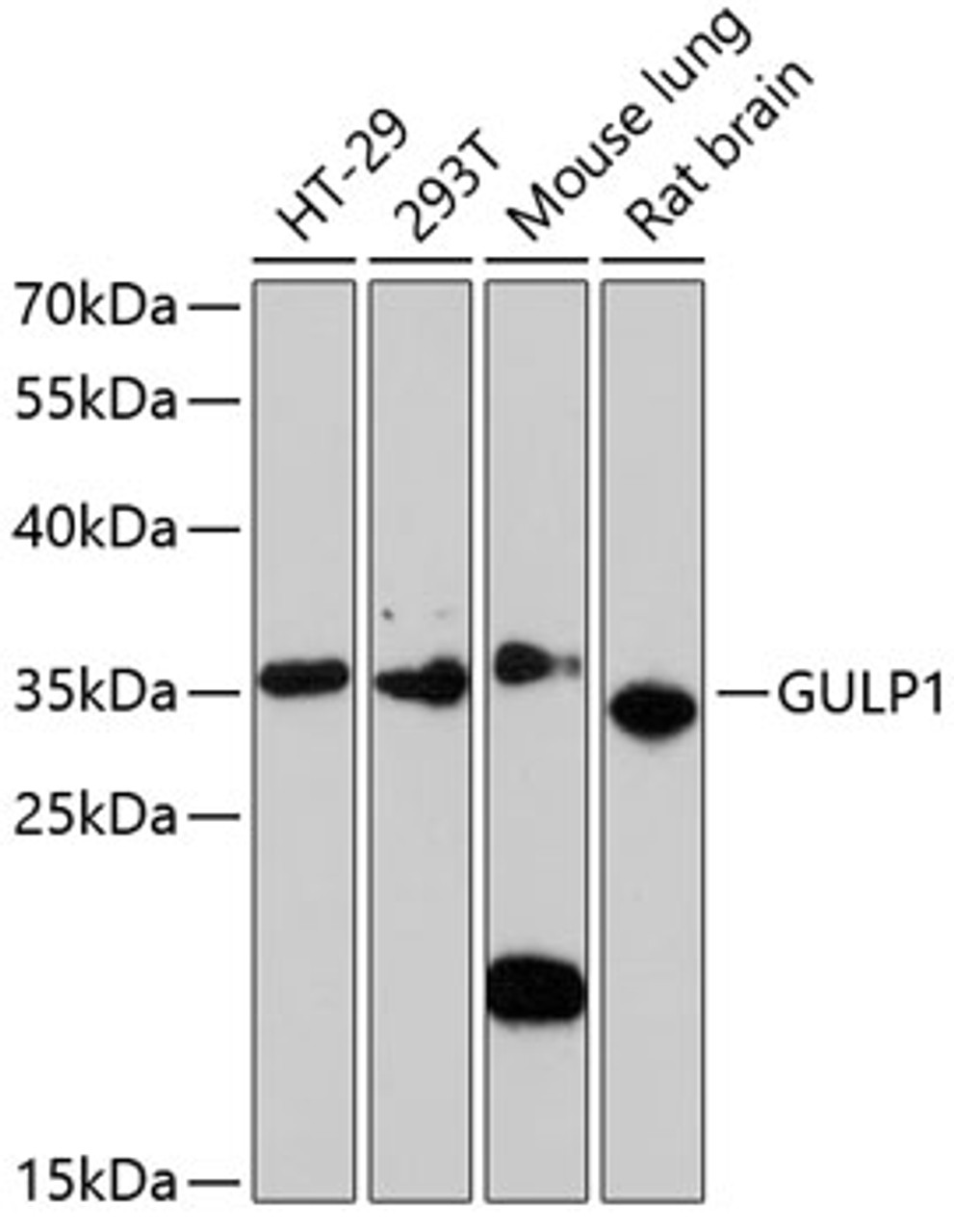 Western blot analysis of extracts of various cell lines, using GULP1 antibody (19-067) at 1:3000 dilution.<br/>Secondary antibody: HRP Goat Anti-Rabbit IgG (H+L) at 1:10000 dilution.<br/>Lysates/proteins: 25ug per lane.<br/>Blocking buffer: 3% nonfat dry milk in TBST.<br/>Detection: ECL Enhanced Kit.<br/>Exposure time: 90s.