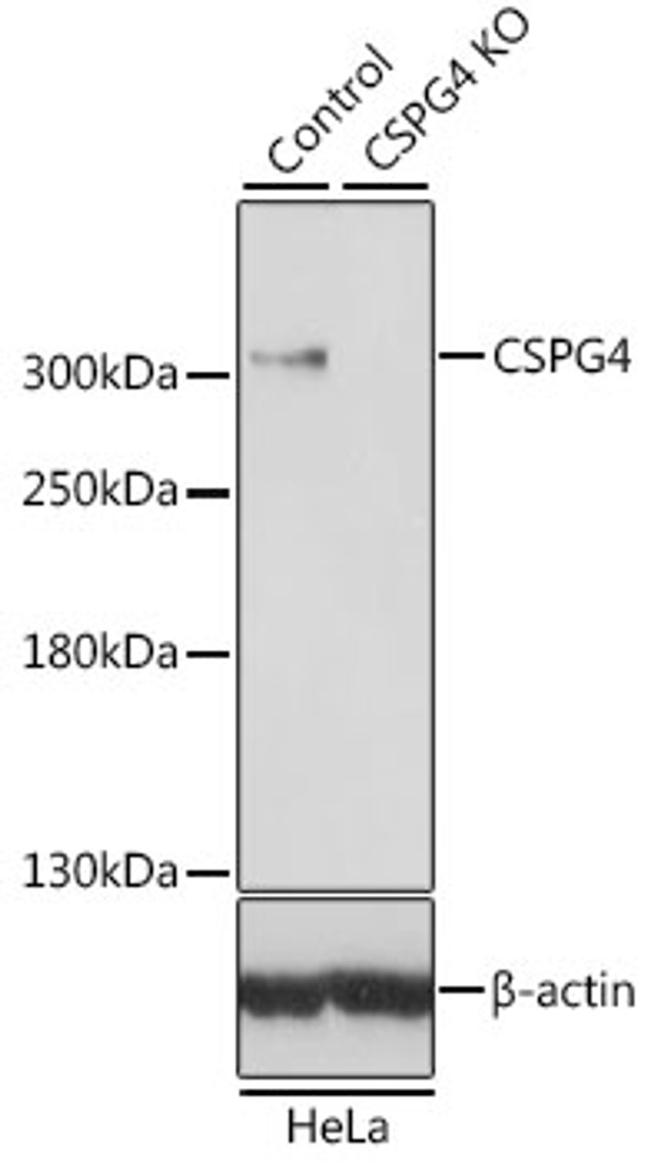 Western blot analysis of extracts from normal (control) and CSPG4 knockout (KO) HeLa cells, using CSPG4 antibody (19-098) at 1:500 dilution.<br/>Secondary antibody: HRP Goat Anti-Rabbit IgG (H+L) at 1:10000 dilution.<br/>Lysates/proteins: 25ug per lane.<br/>Blocking buffer: 3% nonfat dry milk in TBST.<br/>Detection: ECL Basic Kit.<br/>Exposure time: 10s.
