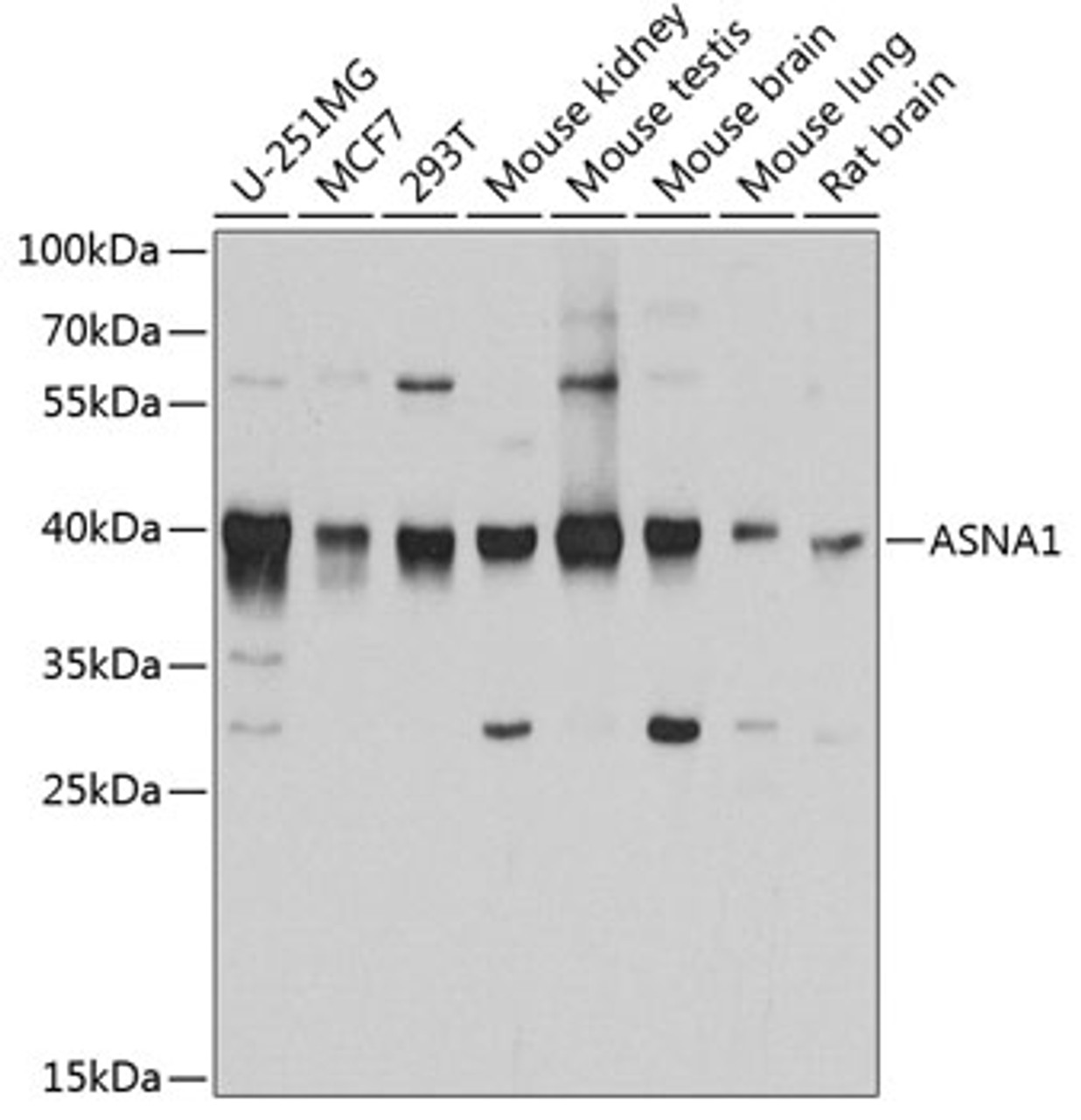 Western blot analysis of extracts of various cell lines, using ASNA1 antibody (19-144) at 1:1000 dilution.<br/>Secondary antibody: HRP Goat Anti-Rabbit IgG (H+L) at 1:10000 dilution.<br/>Lysates/proteins: 25ug per lane.<br/>Blocking buffer: 3% nonfat dry milk in TBST.<br/>Detection: ECL Basic Kit.<br/>Exposure time: 90s.