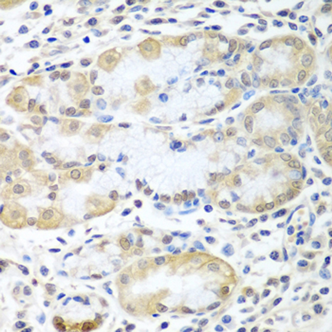 Immunohistochemistry of paraffin-embedded human stomach using ASNA1 antibody (19-144) at dilution of 1:100 (40x lens) .