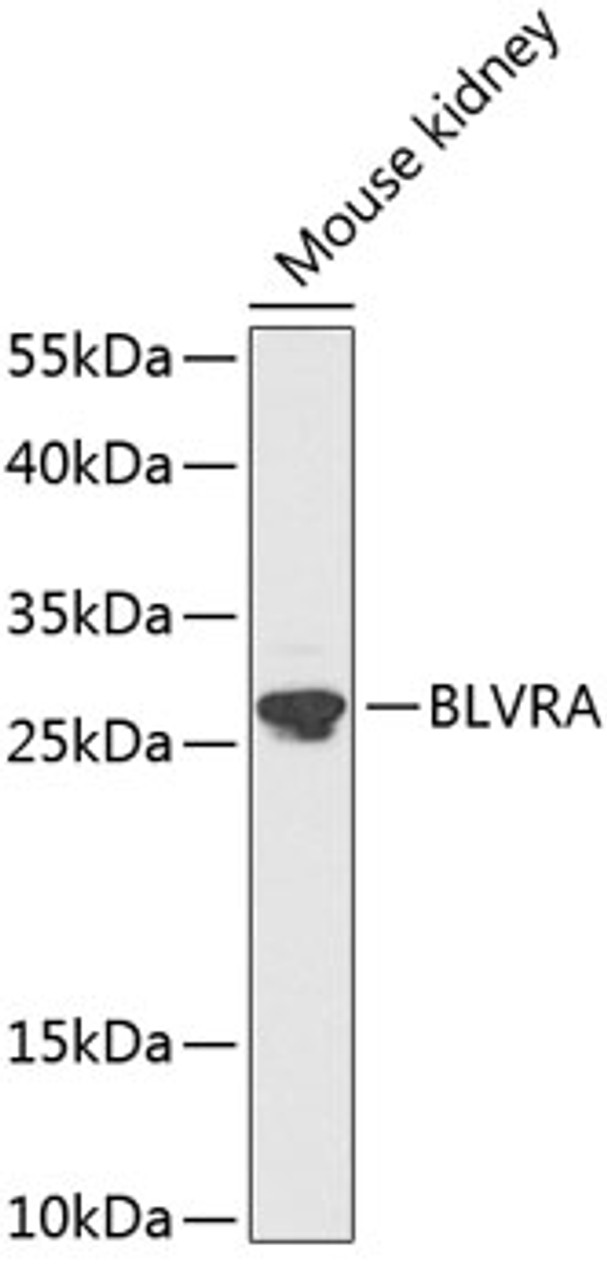 Western blot analysis of extracts of mouse kidney, using BLVRA antibody (19-153) at 1:1000 dilution._Secondary antibody: HRP Goat Anti-Rabbit IgG (H+L) at 1:10000 dilution._Lysates/proteins: 25ug per lane._Blocking buffer: 3% nonfat dry milk in TBST._Detection: ECL Enhanced Kit._Exposure time: 90s.