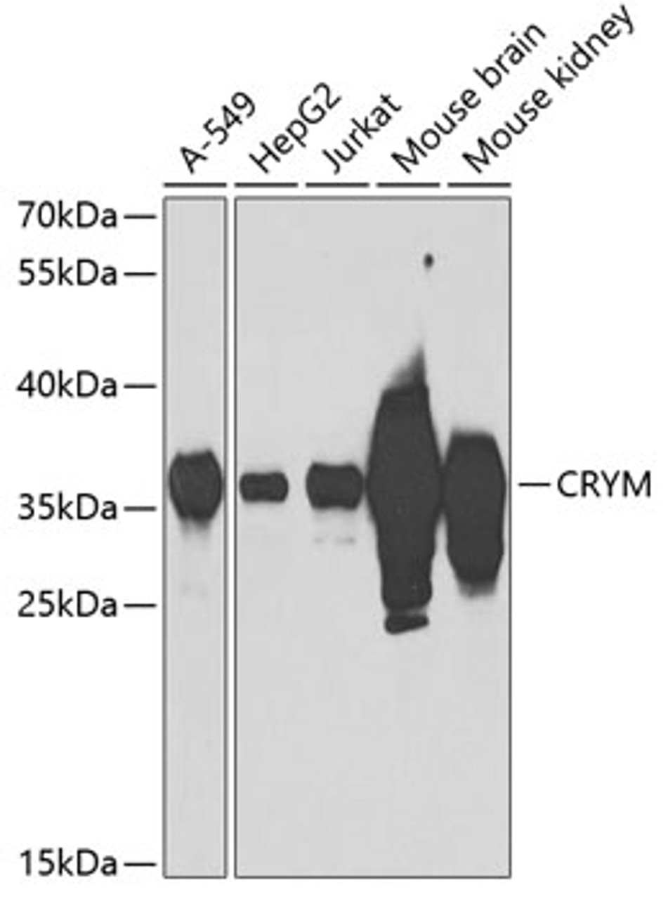 Western blot analysis of extracts of various cell lines, using CRYM antibody (19-168) at 1:1000 dilution.<br/>Secondary antibody: HRP Goat Anti-Rabbit IgG (H+L) at 1:10000 dilution.<br/>Lysates/proteins: 25ug per lane.<br/>Blocking buffer: 3% nonfat dry milk in TBST.<br/>Detection: ECL Basic Kit.<br/>Exposure time: 90s.