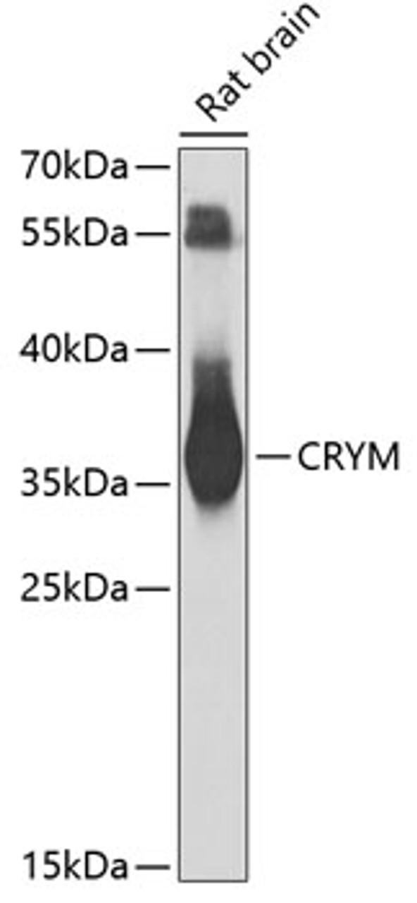 Western blot analysis of extracts of rat brain, using CRYM antibody (19-168) at 1:1000 dilution._Secondary antibody: HRP Goat Anti-Rabbit IgG (H+L) at 1:10000 dilution._Lysates/proteins: 25ug per lane._Blocking buffer: 3% nonfat dry milk in TBST._Detection: ECL Basic Kit._Exposure time: 30s.