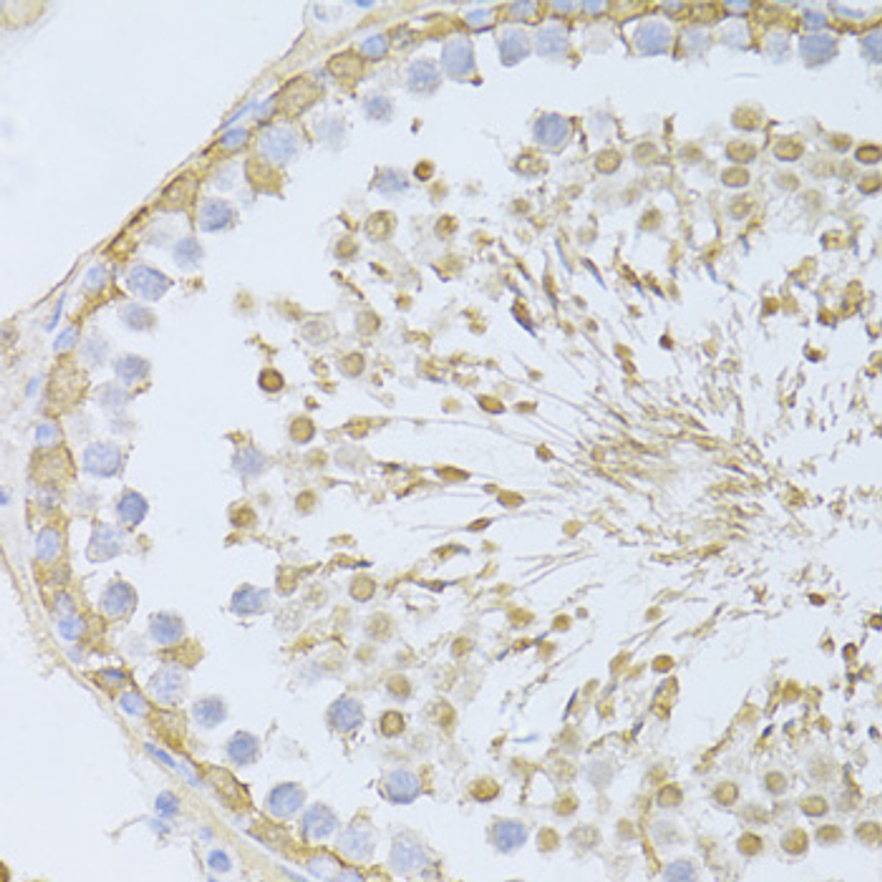 Immunohistochemistry of paraffin-embedded rat testis using ENO3 antibody (19-186) at dilution of 1:100 (40x lens) .