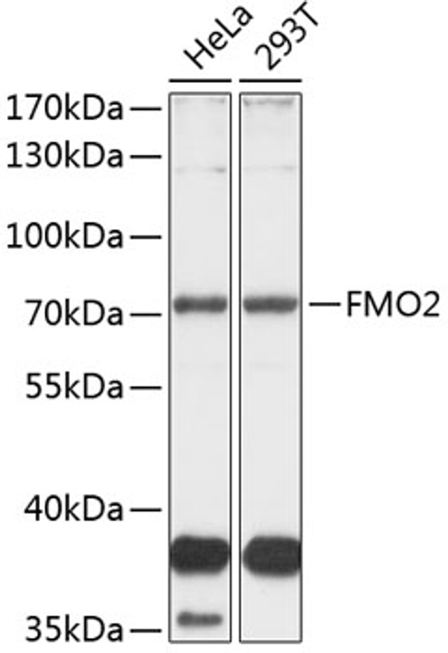 Western blot analysis of extracts of various cell lines, using FMO2 antibody (19-190) at 1:1000 dilution.<br/>Secondary antibody: HRP Goat Anti-Rabbit IgG (H+L) at 1:10000 dilution.<br/>Lysates/proteins: 25ug per lane.<br/>Blocking buffer: 3% nonfat dry milk in TBST.<br/>Detection: ECL Basic Kit.<br/>Exposure time: 30s.