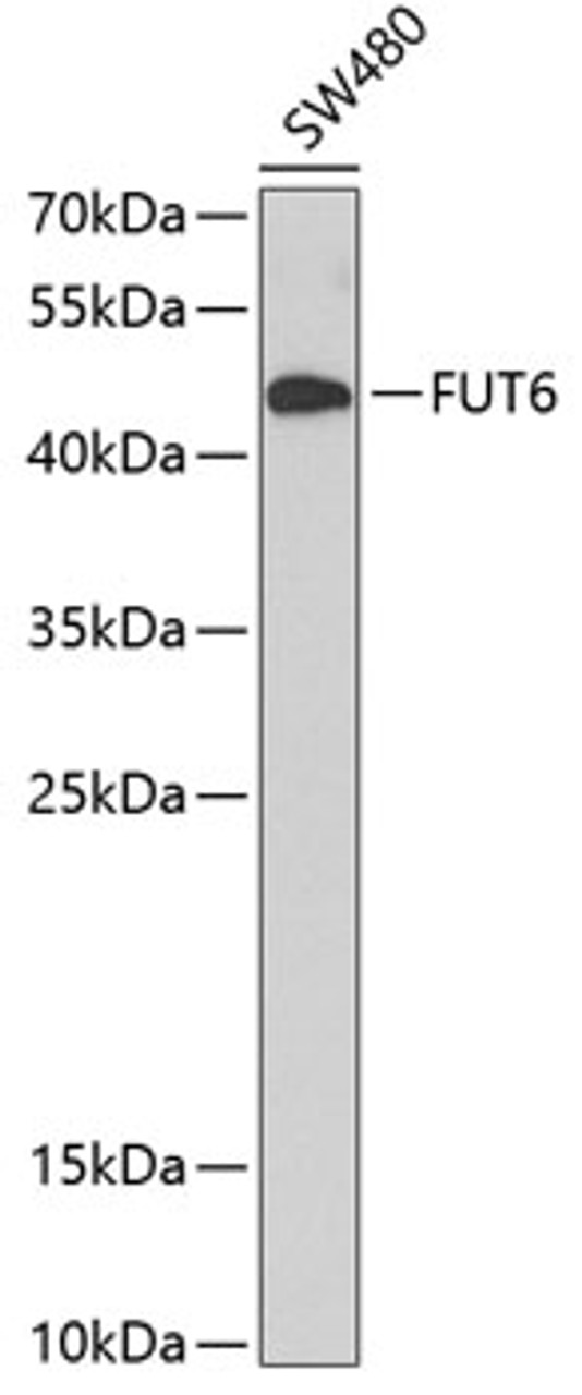 Western blot analysis of extracts of SW480 cells, using FUT6 antibody (19-191) at 1:1000 dilution.<br/>Secondary antibody: HRP Goat Anti-Rabbit IgG (H+L) at 1:10000 dilution.<br/>Lysates/proteins: 25ug per lane.<br/>Blocking buffer: 3% nonfat dry milk in TBST.<br/>Detection: ECL Basic Kit.<br/>Exposure time: 90s.