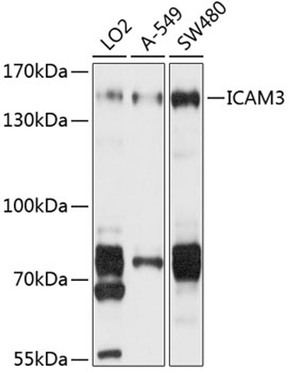 Western blot analysis of extracts of various cell lines, using ICAM3 antibody (19-214) at 1:1000 dilution.<br/>Secondary antibody: HRP Goat Anti-Rabbit IgG (H+L) at 1:10000 dilution.<br/>Lysates/proteins: 25ug per lane.<br/>Blocking buffer: 3% nonfat dry milk in TBST.<br/>Detection: ECL Basic Kit.<br/>Exposure time: 5s.