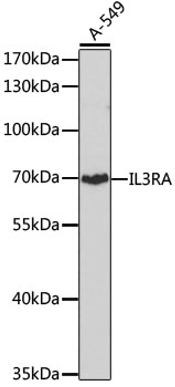 Western blot analysis of extracts of A-549 cells, using IL3RA antibody (19-217) at 1:1000 dilution.<br/>Secondary antibody: HRP Goat Anti-Rabbit IgG (H+L) at 1:10000 dilution.<br/>Lysates/proteins: 25ug per lane.<br/>Blocking buffer: 3% nonfat dry milk in TBST.<br/>Detection: ECL Basic Kit.<br/>Exposure time: 90s.