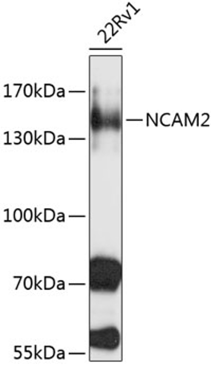 Western blot analysis of extracts of 22Rv1 cells, using NCAM2 antibody (19-234) at 1:1000 dilution.<br/>Secondary antibody: HRP Goat Anti-Rabbit IgG (H+L) at 1:10000 dilution.<br/>Lysates/proteins: 25ug per lane.<br/>Blocking buffer: 3% nonfat dry milk in TBST.<br/>Detection: ECL Basic Kit.<br/>Exposure time: 30s.