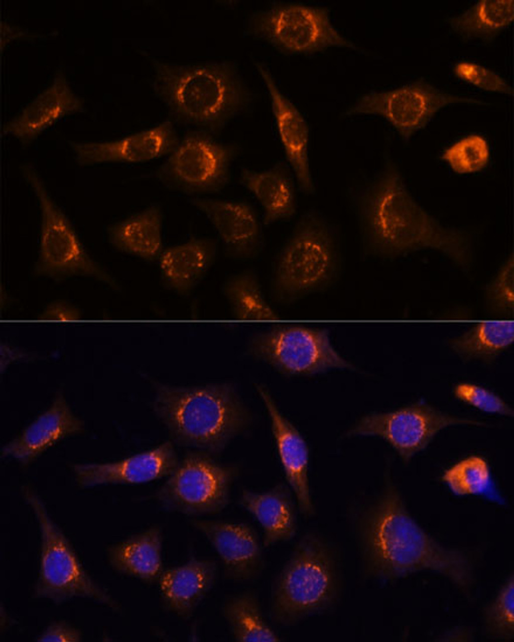 Immunofluorescence analysis of L929 cells using NUCB1 Polyclonal Antibody (19-240) at dilution of 1:100 (40x lens) . Blue: DAPI for nuclear staining.