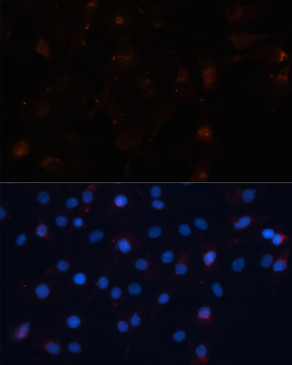 Immunofluorescence analysis of C6 cells using UBL3 antibody (19-251) at dilution of 1:100. Blue: DAPI for nuclear staining.