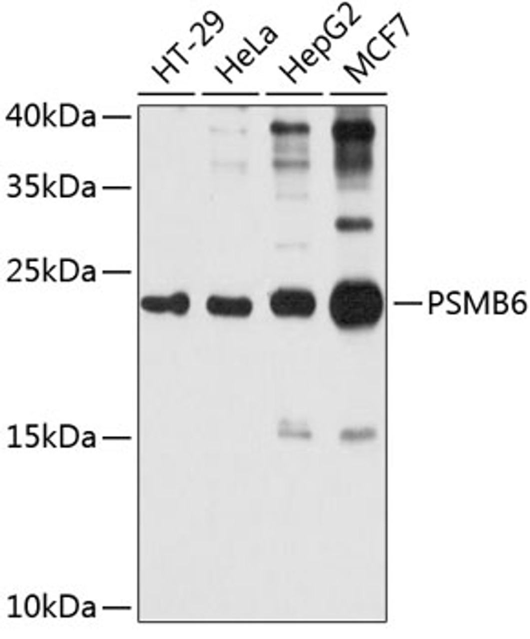 Western blot analysis of extracts of various cell lines, using PSMB6 antibody (19-259) at 1:1000 dilution.<br/>Secondary antibody: HRP Goat Anti-Rabbit IgG (H+L) at 1:10000 dilution.<br/>Lysates/proteins: 25ug per lane.<br/>Blocking buffer: 3% nonfat dry milk in TBST.<br/>Detection: ECL Basic Kit.<br/>Exposure time: 20s.