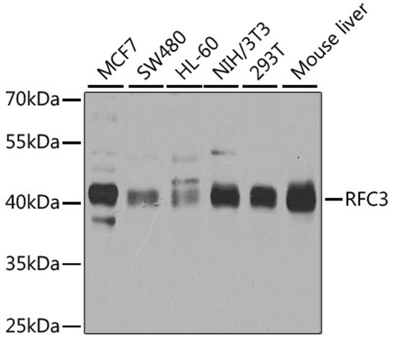 Western blot analysis of extracts of various cell lines, using RFC3 antibody (19-269) at 1:1000 dilution.<br/>Secondary antibody: HRP Goat Anti-Rabbit IgG (H+L) at 1:10000 dilution.<br/>Lysates/proteins: 25ug per lane.<br/>Blocking buffer: 3% nonfat dry milk in TBST.<br/>Detection: ECL Basic Kit.<br/>Exposure time: 5s.