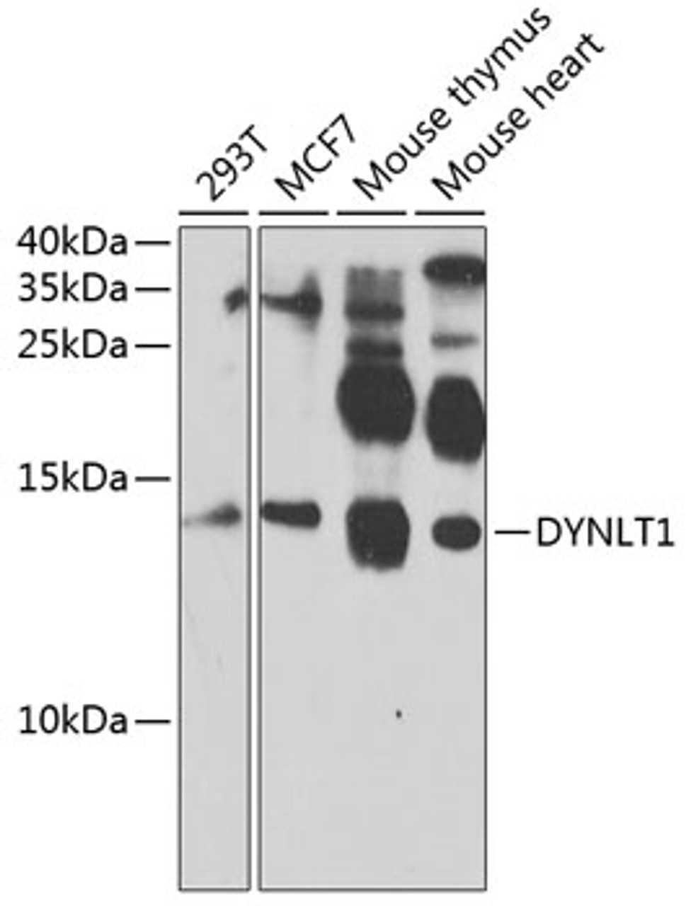 Western blot analysis of extracts of various cell lines, using DYNLT1 antibody (19-292) at 1:1000 dilution.<br/>Secondary antibody: HRP Goat Anti-Rabbit IgG (H+L) at 1:10000 dilution.<br/>Lysates/proteins: 25ug per lane.<br/>Blocking buffer: 3% nonfat dry milk in TBST.<br/>Detection: ECL Enhanced Kit.<br/>Exposure time: 60s.