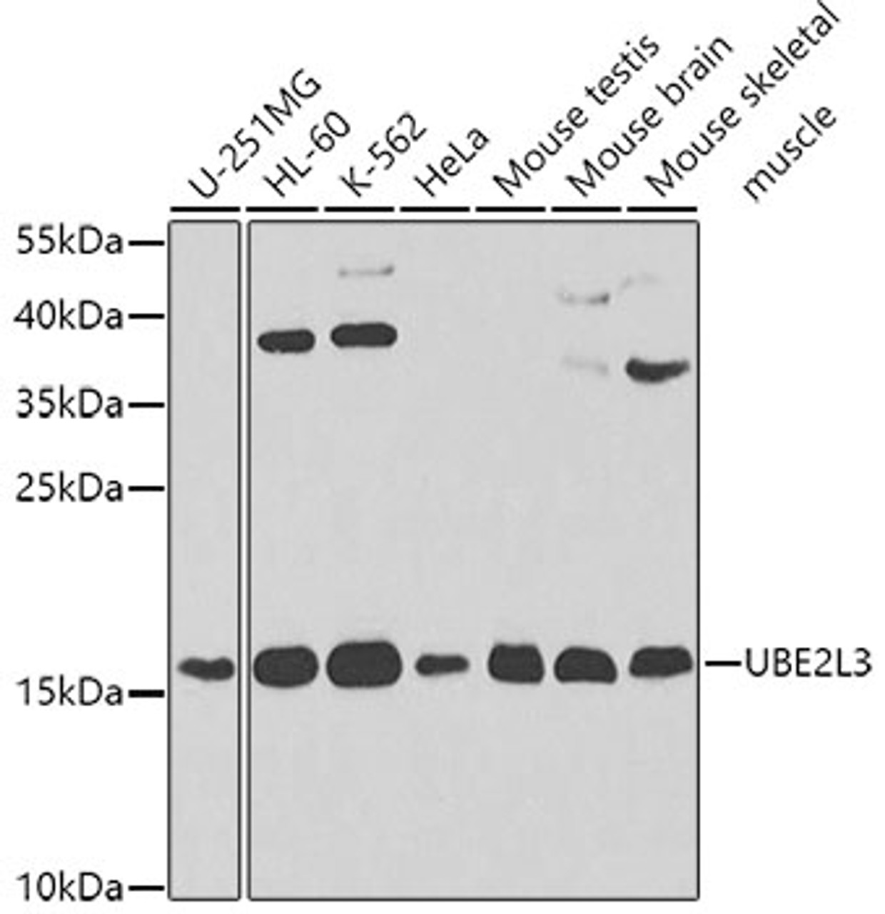 Western blot analysis of extracts of various cell lines, using UBE2L3 antibody (19-297) at 1:1000 dilution.<br/>Secondary antibody: HRP Goat Anti-Rabbit IgG (H+L) at 1:10000 dilution.<br/>Lysates/proteins: 25ug per lane.<br/>Blocking buffer: 3% nonfat dry milk in TBST.<br/>Detection: ECL Enhanced Kit.<br/>Exposure time: 60s.